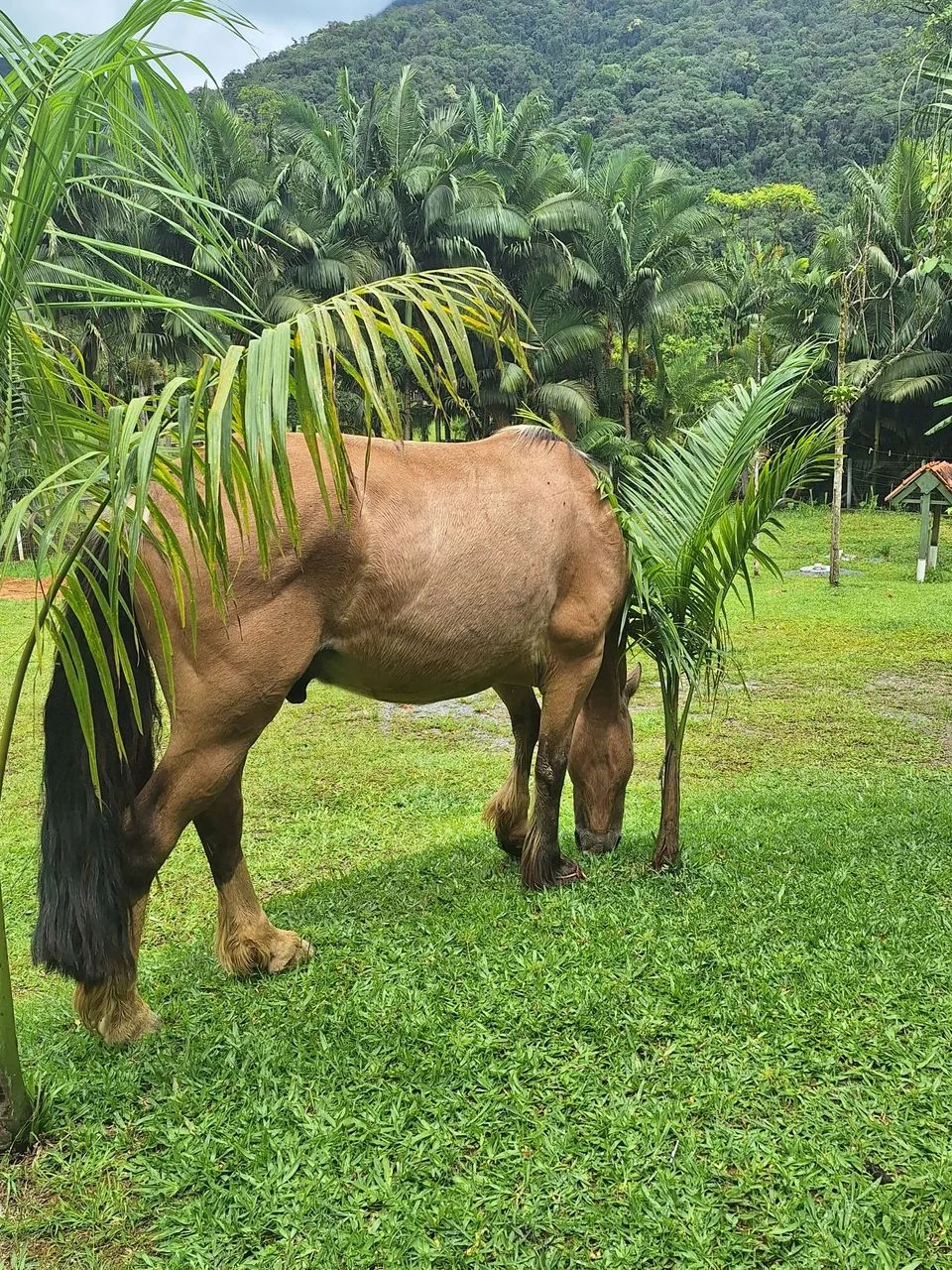 Vendo cavalo crioulo e um pônei  - Foto 4