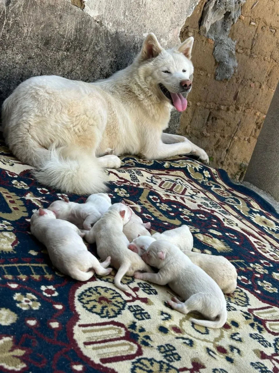 Filhotes de Akita Inu puros para adoção!
