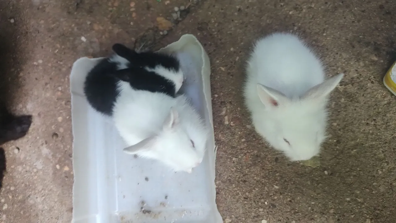 Vendo coelhinhos