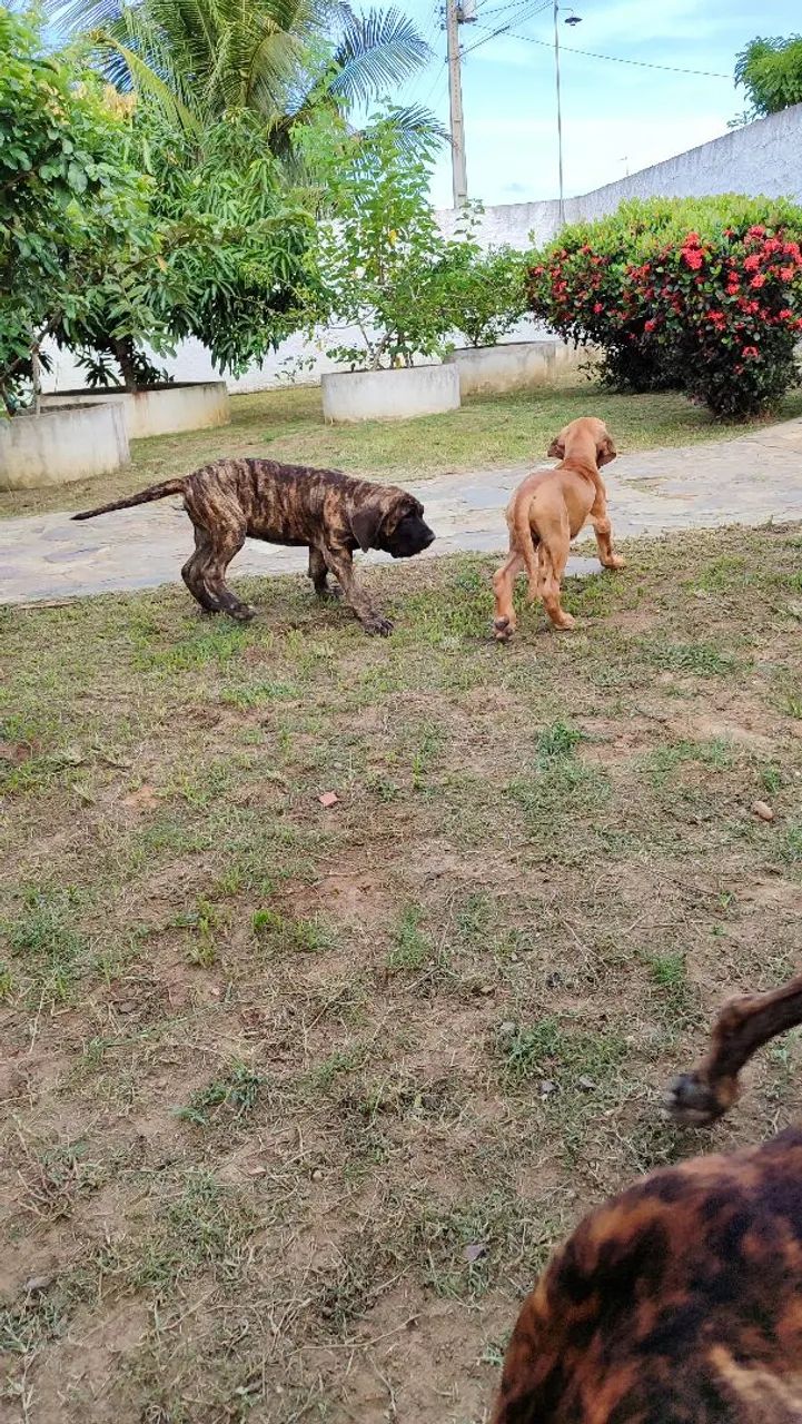 Filhotes de Fila Brasileiro a venda - Foto 5