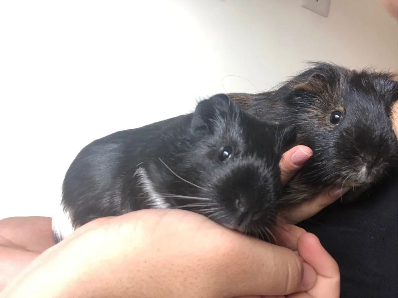 Porquinhos da Índia fofos para venda  - Foto 3