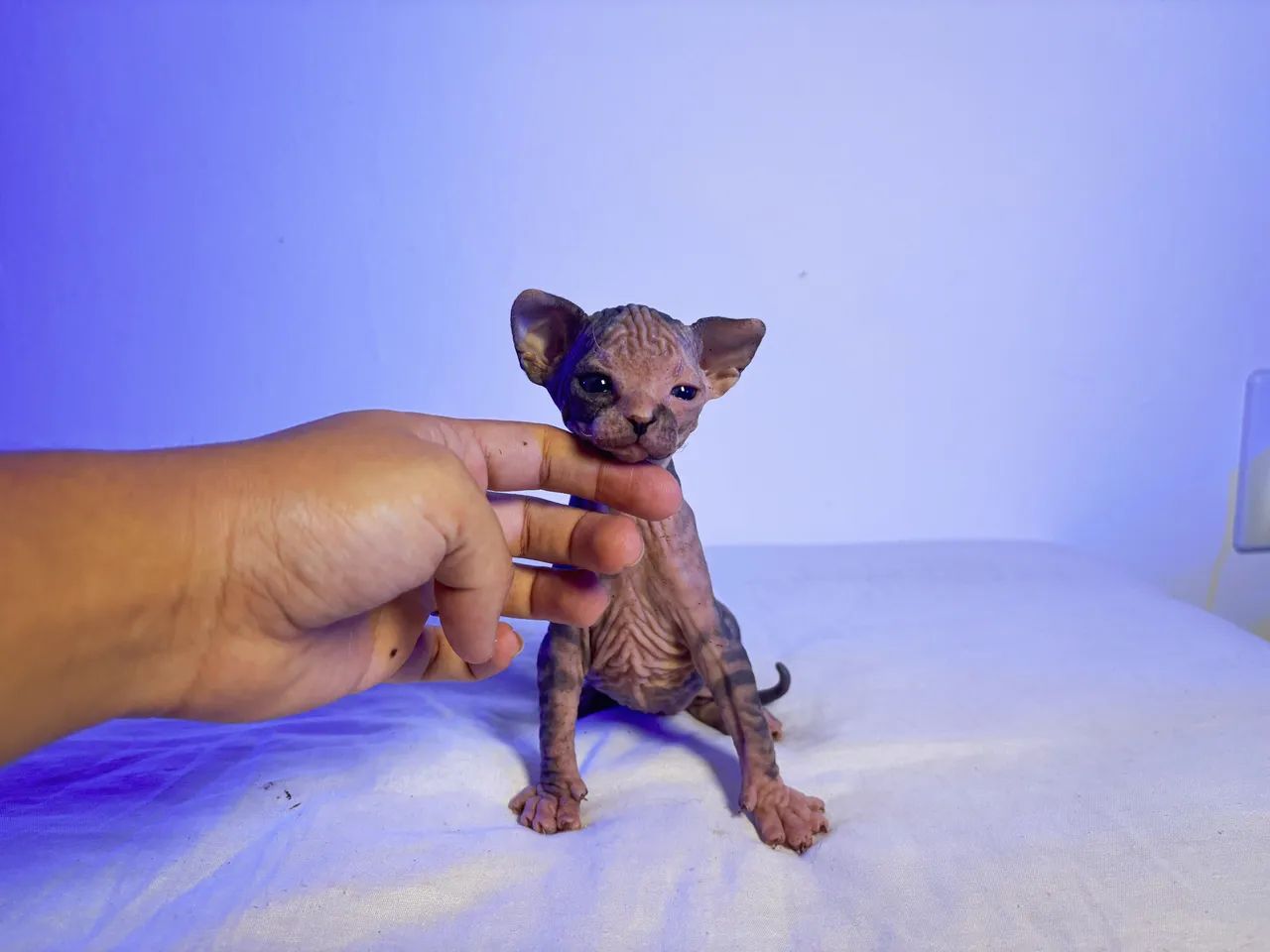 Sphynx - gato sem pêlo - Foto 5