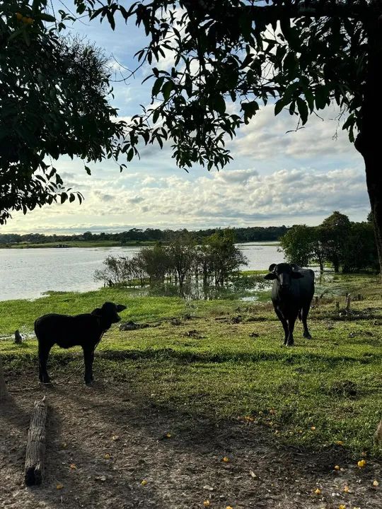 Búfalas Qualidade  - Foto 3