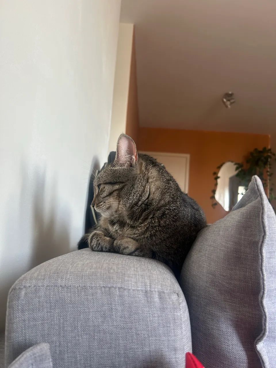 Gata para adoção - Foto 4