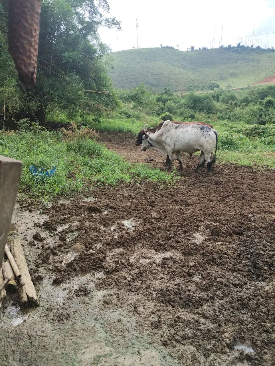 Vacas  - Foto 2