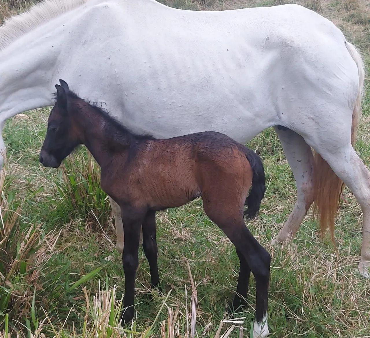 Égua MM com potra ao pé 