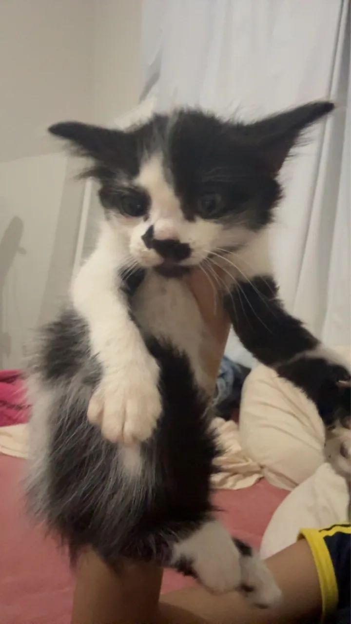 Gatinhas pra doação  - Foto 2