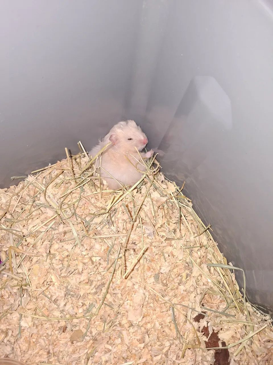 Hamater sírio doação  - Foto 2