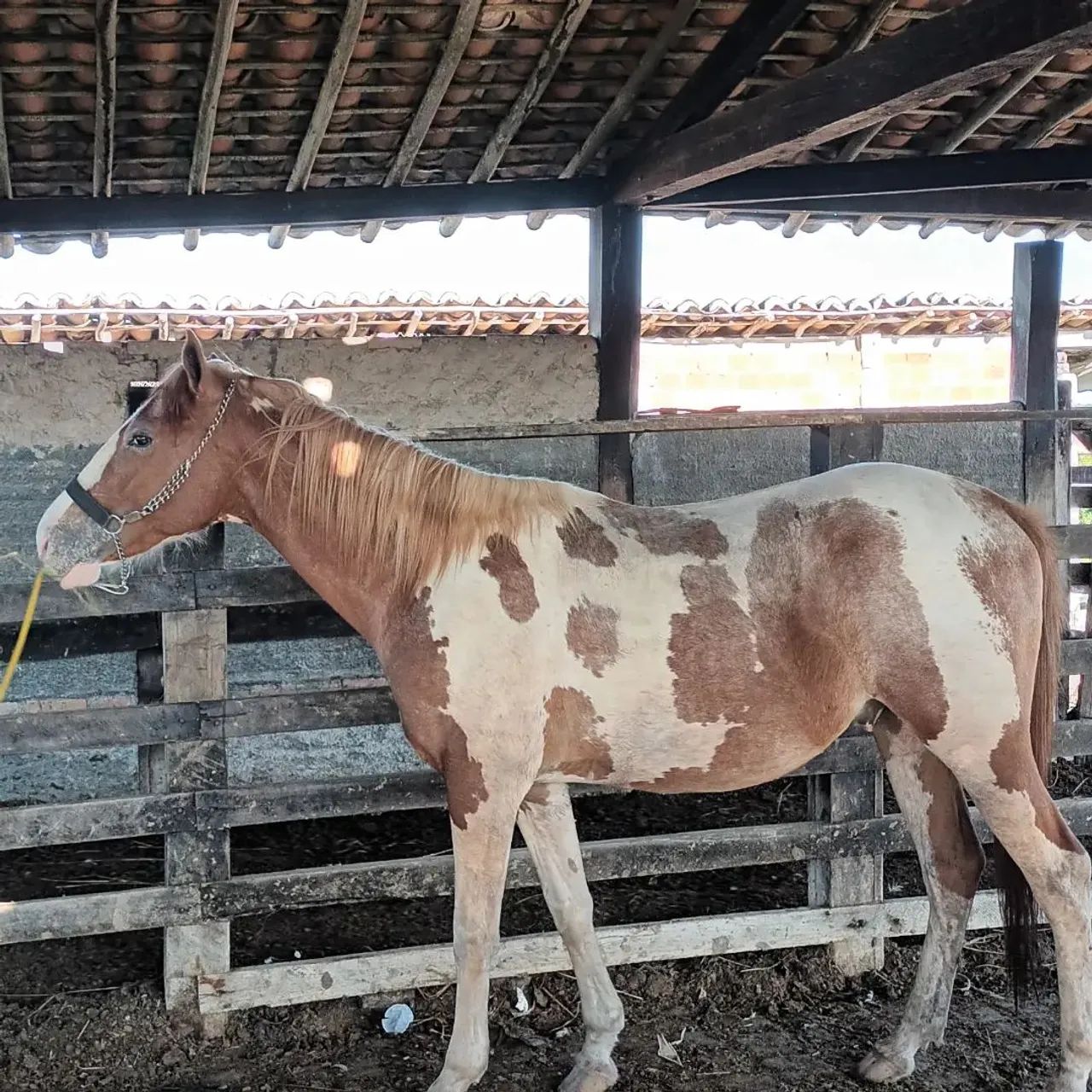Cavalo Paint Horse - 1 ano - Foto 2