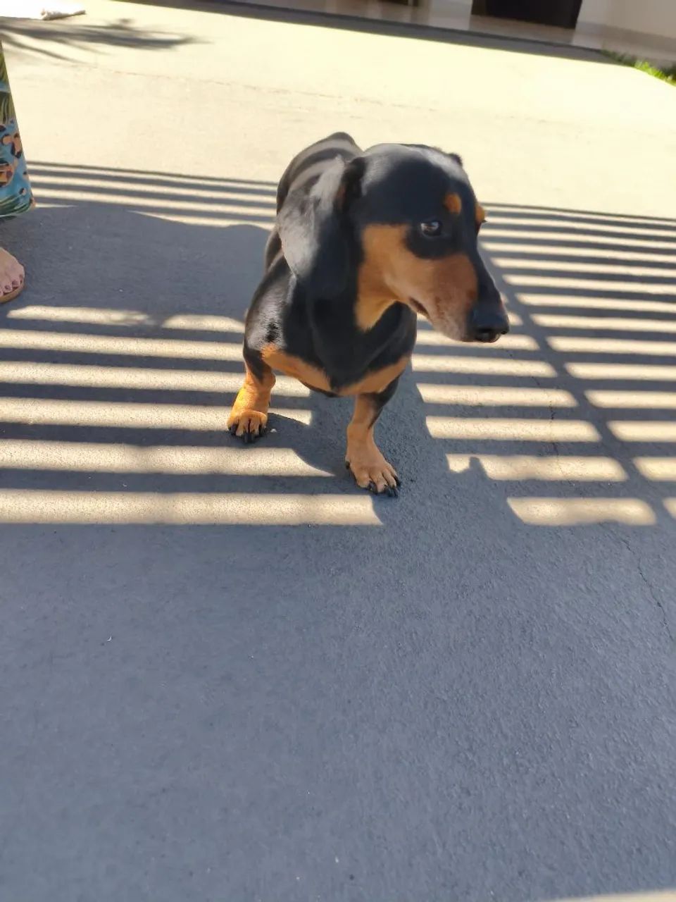 FILHOTES PURO Dachshund (COFAP LINGUICINHA) - Foto 3