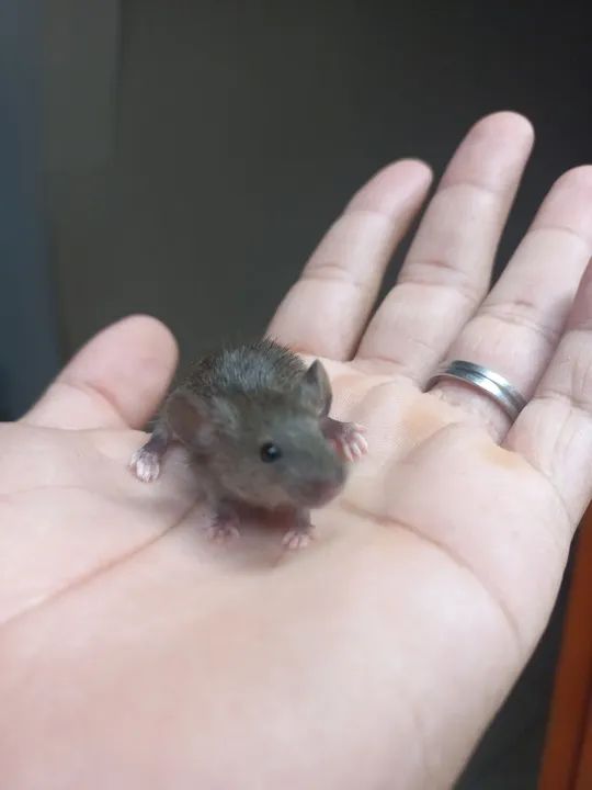 Topodongo camudongo - Foto 3