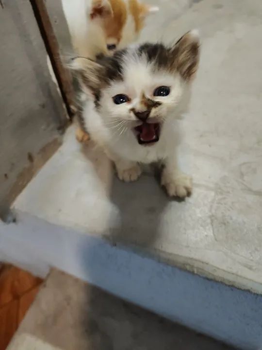 Dois gatinhos fofinhos para adoção - Foto 2