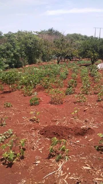 chácara em alvorada do sul - Foto 4
