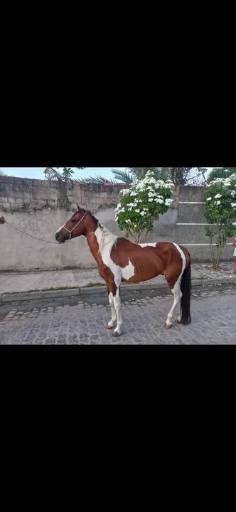 Cavalo pampa - Foto 2