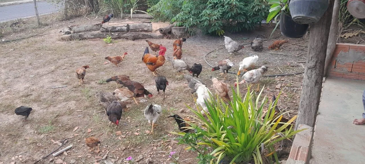 vendo galinhas frangas(o) e galos algumas espécies