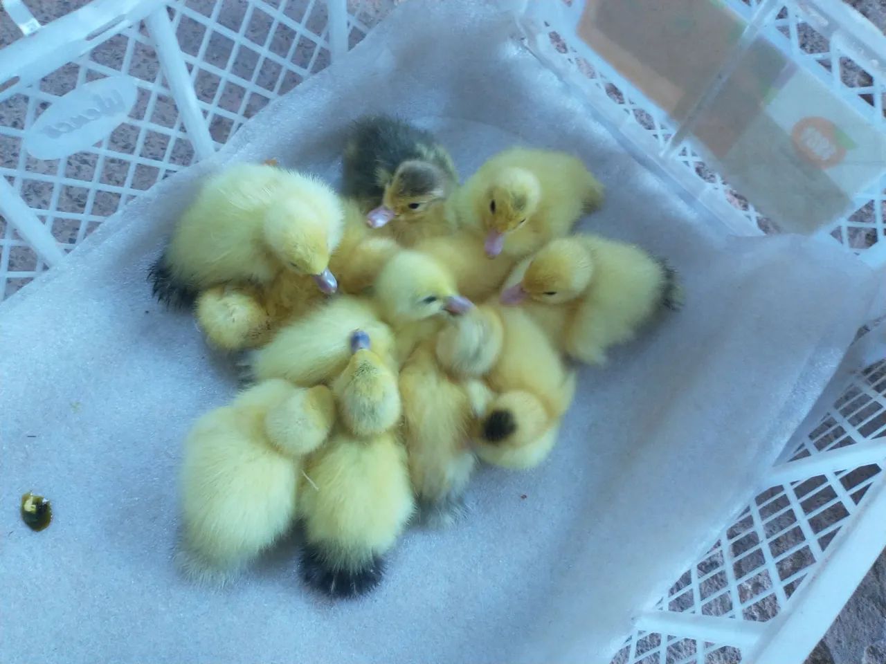 Lindos patinhos para presentear . - Foto 3