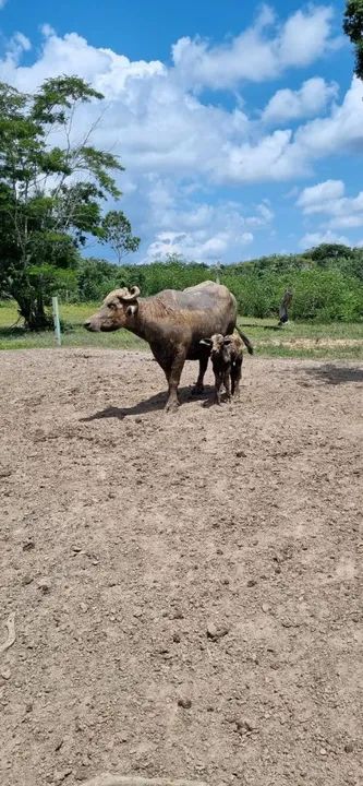 Búfalas Qualidade  - Foto 2