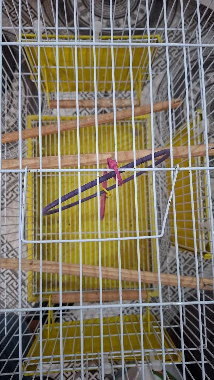 Gaiola grande - Foto 2