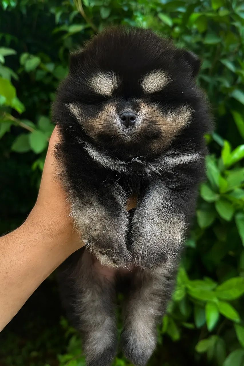 Spitz alemão  - Foto 3