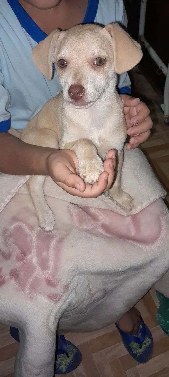 Doação de Filhote de cachorro