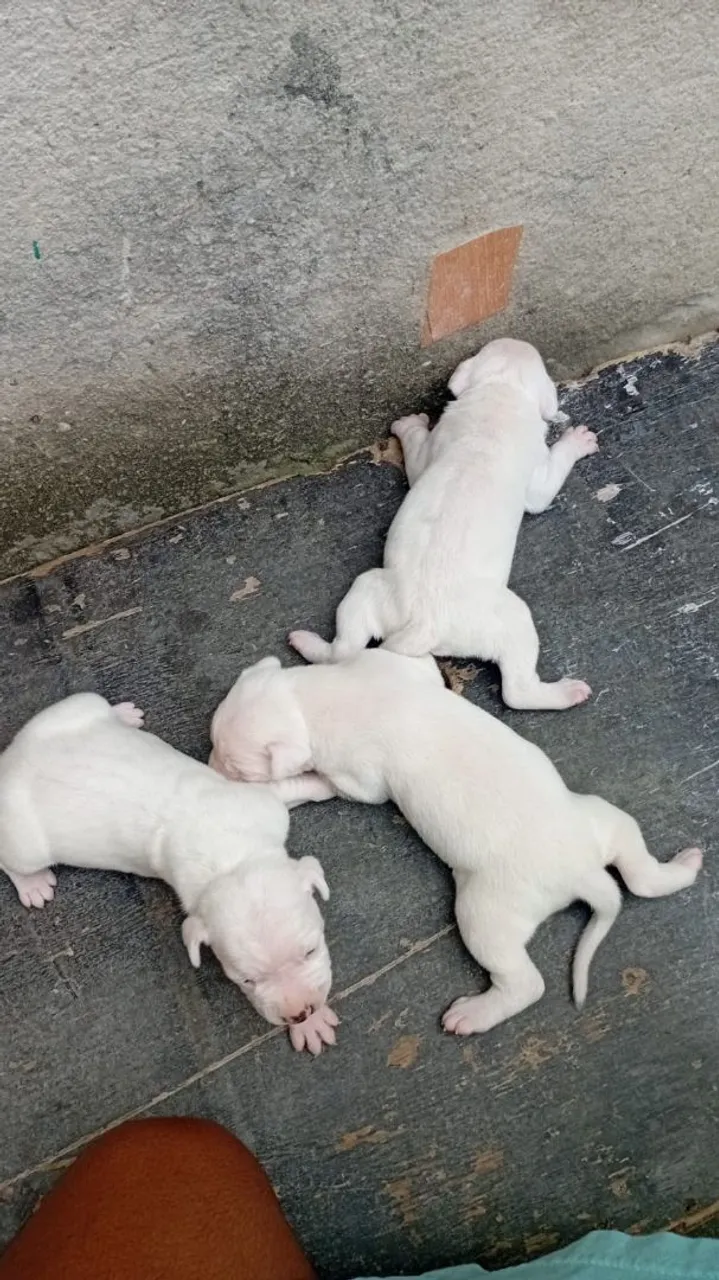 Filhote pitbull red noze
