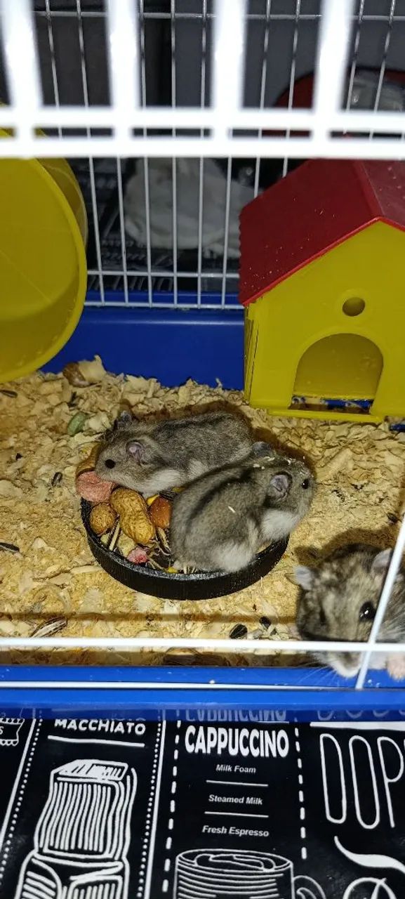 Selling a 30-day-old Russian dwarf hamster...64961617367427123