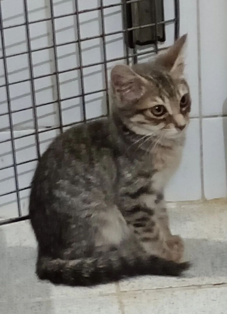 Gatinha para doação 