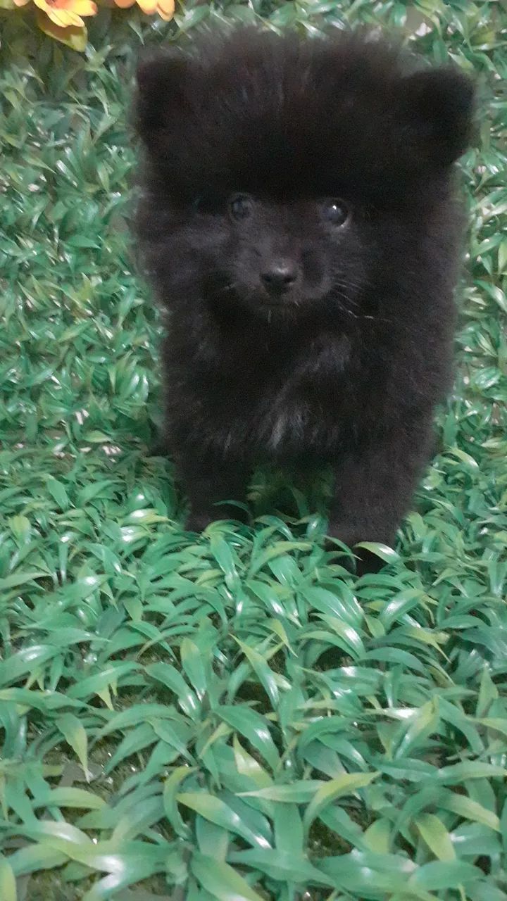 BB de Luluzinho Preto olho jabuticaba a pronta entrega 