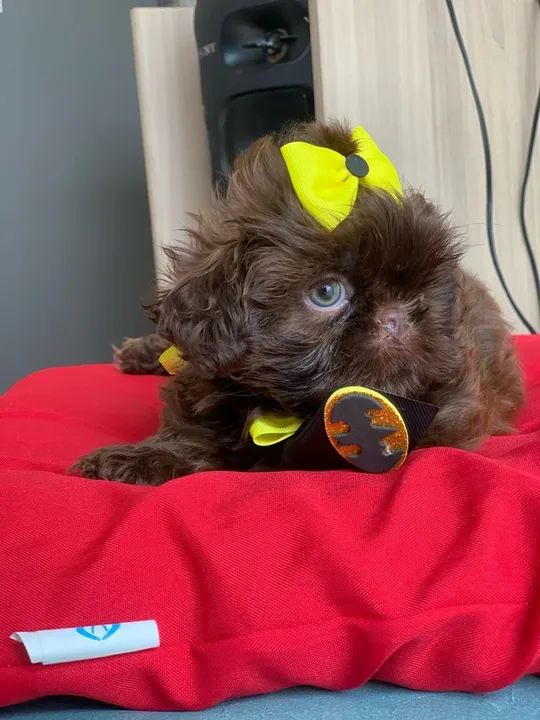 SHITZU MACHO LINHAGEM CHOCOLATE - Foto 2