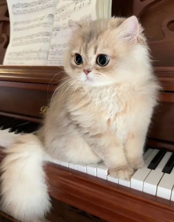 Munchkin Filhote Fofos na Cor Creme