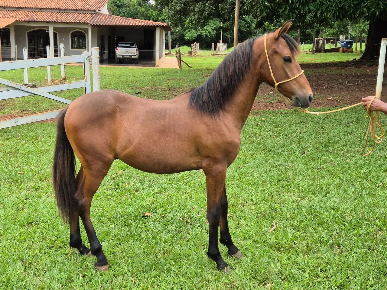 Potro Mangalarga Marchador - Foto 2