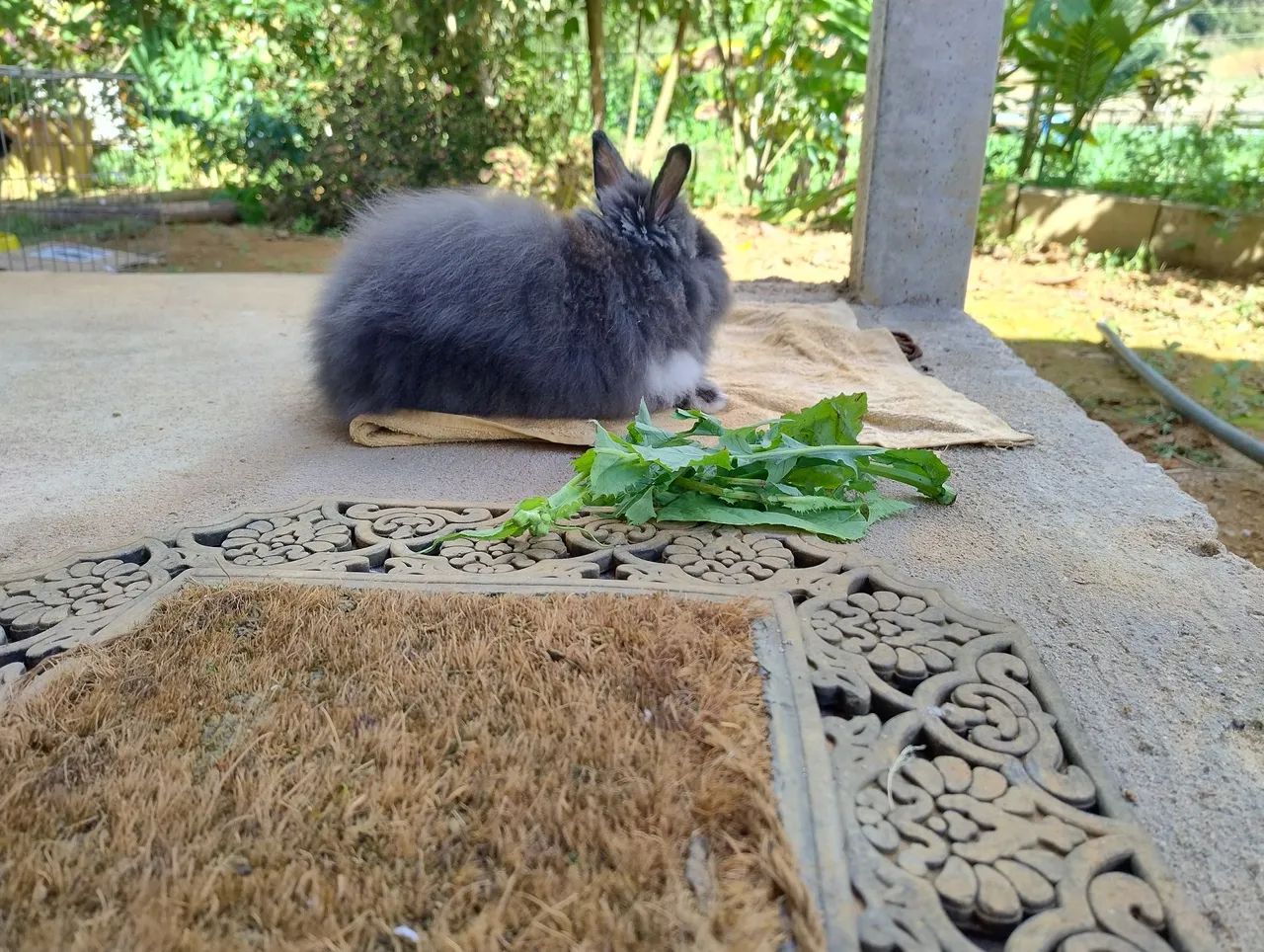 Coelho Teddy dwerg procura namorada da mesma raça  - Foto 5