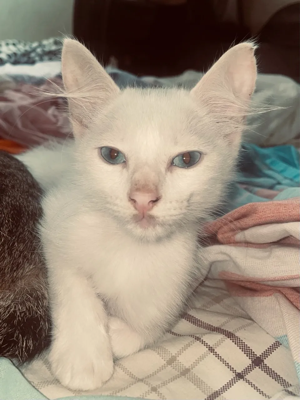 Gatinho branco de olhos azuis para adoção