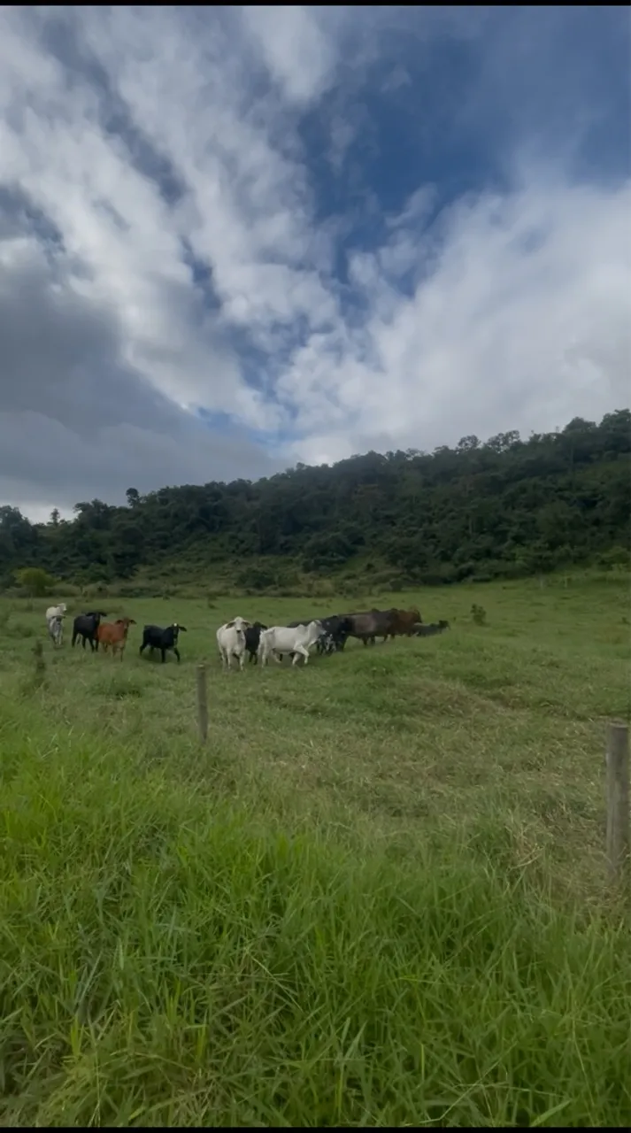 Fazenda com 96 hectares em Pavão MG