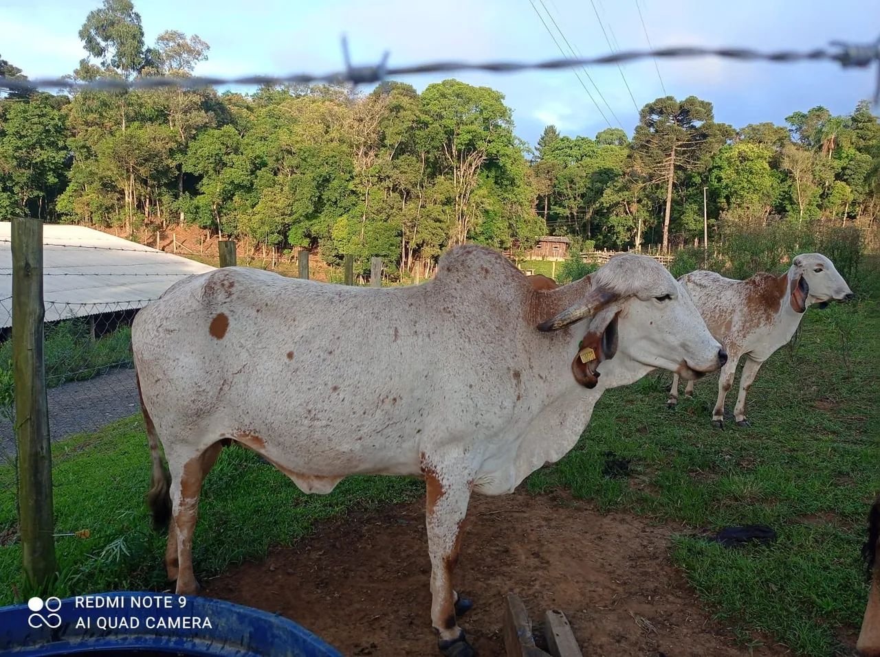 Vaca leiteira - raça Gir Leiteiro - Foto 5