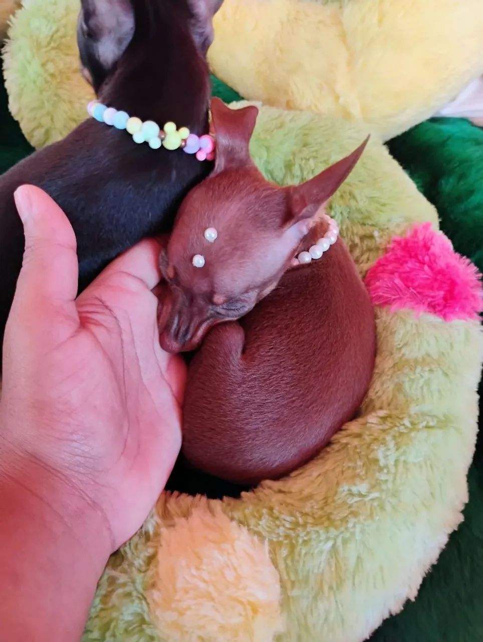 Micro Pinscher Fêmea 00 - Alto padrão 