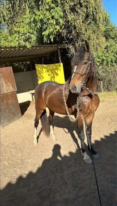 Cavalo para Doação - Foto 2