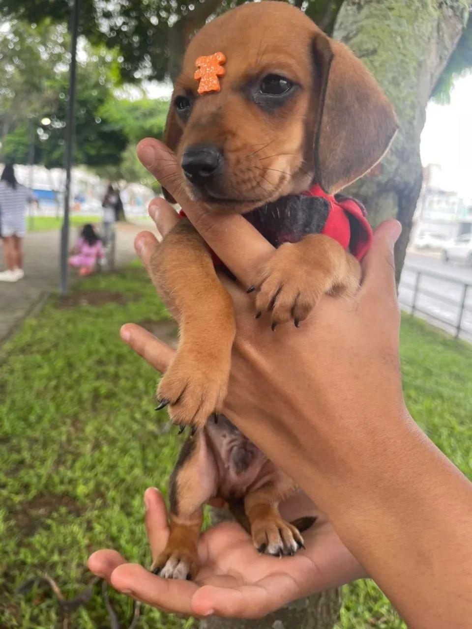 Filhote de Dachshund - Foto 5