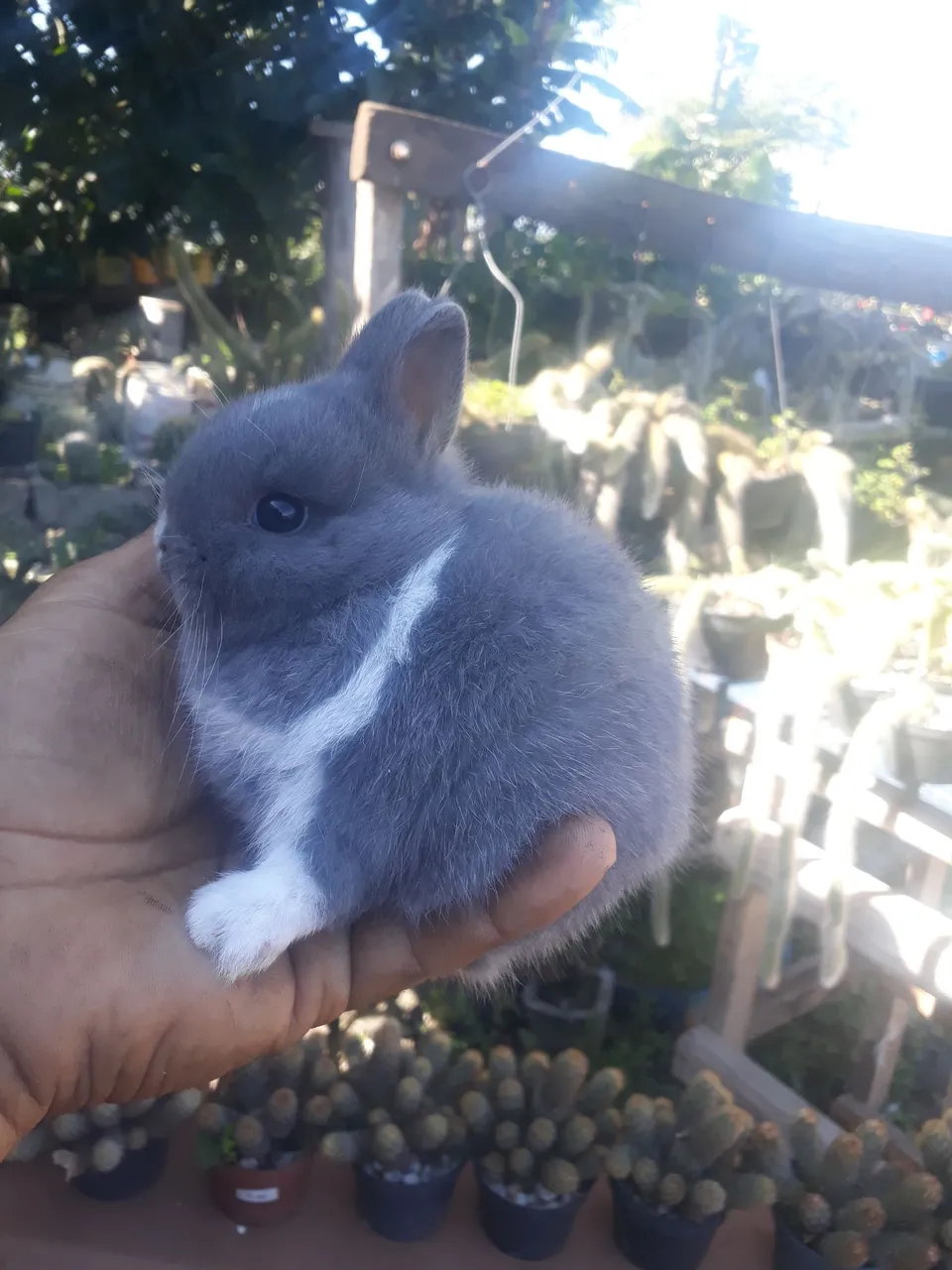 Coelho anão importado azul de Viena