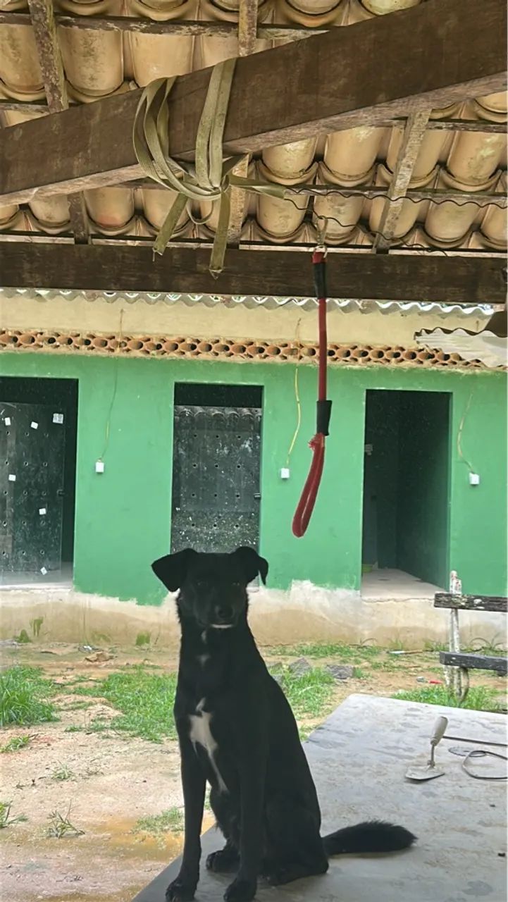 Monitor de cães  - Foto 2