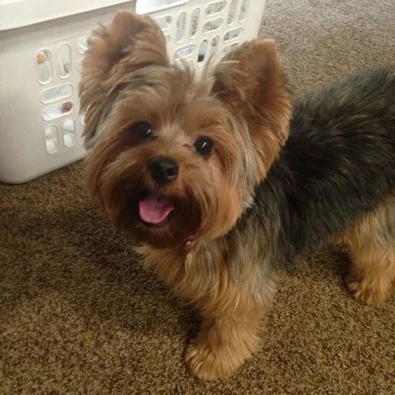 Filhote de Yorkshire Terrier pronta para levar essa fofura para casa 