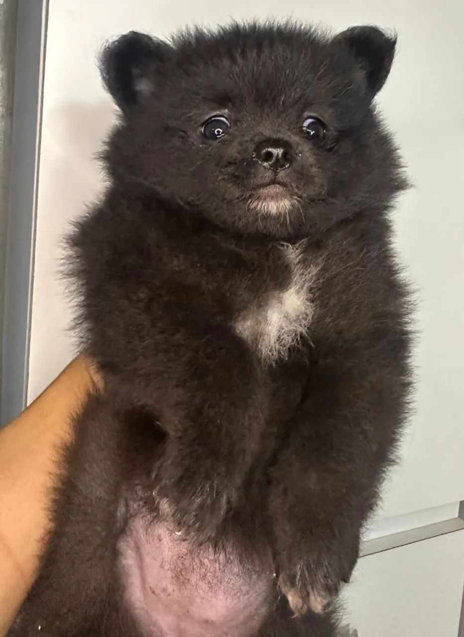 Lulu - Foto 3