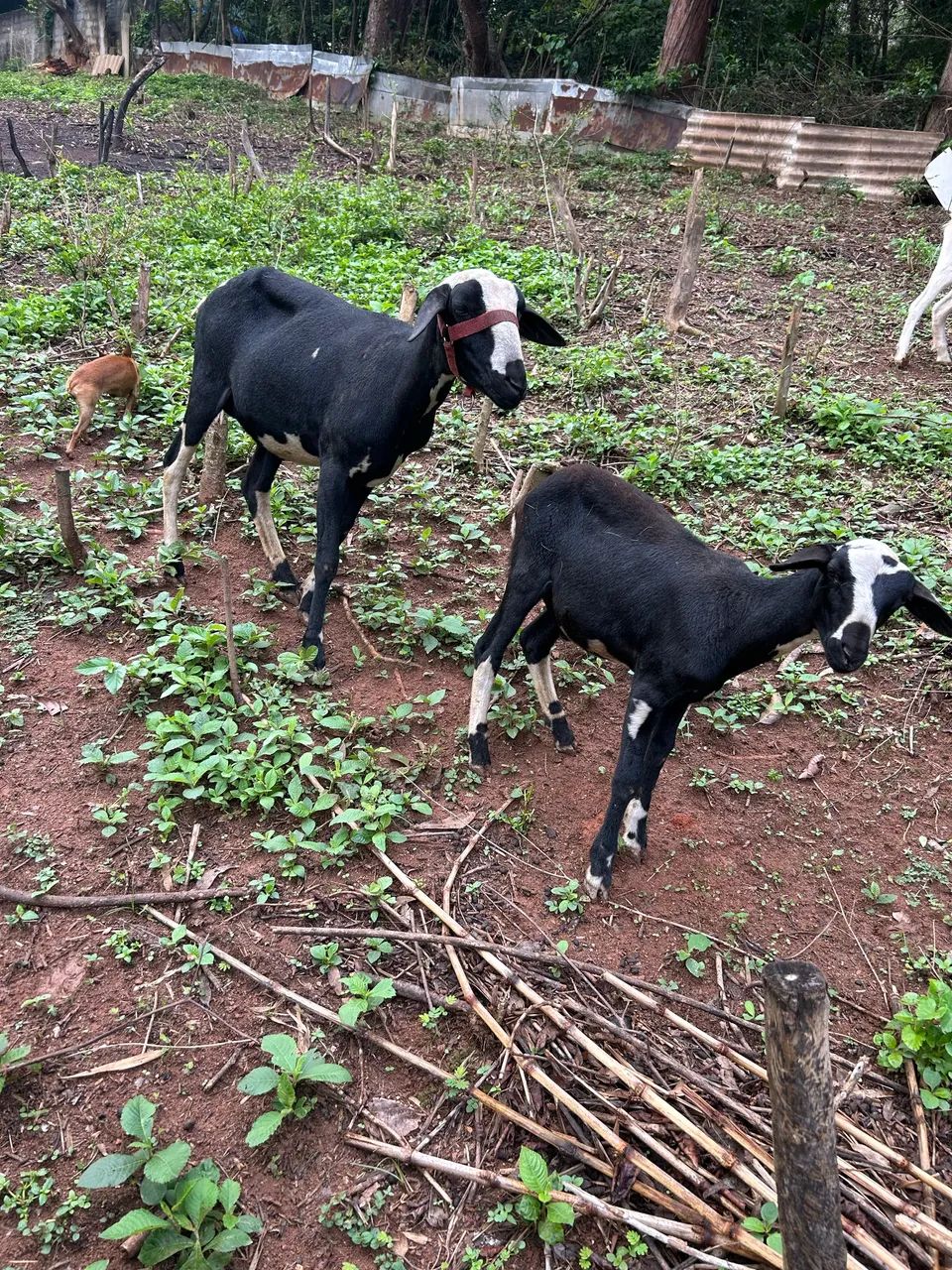 Vendo burrega santa Inês com filhote  - Foto 2