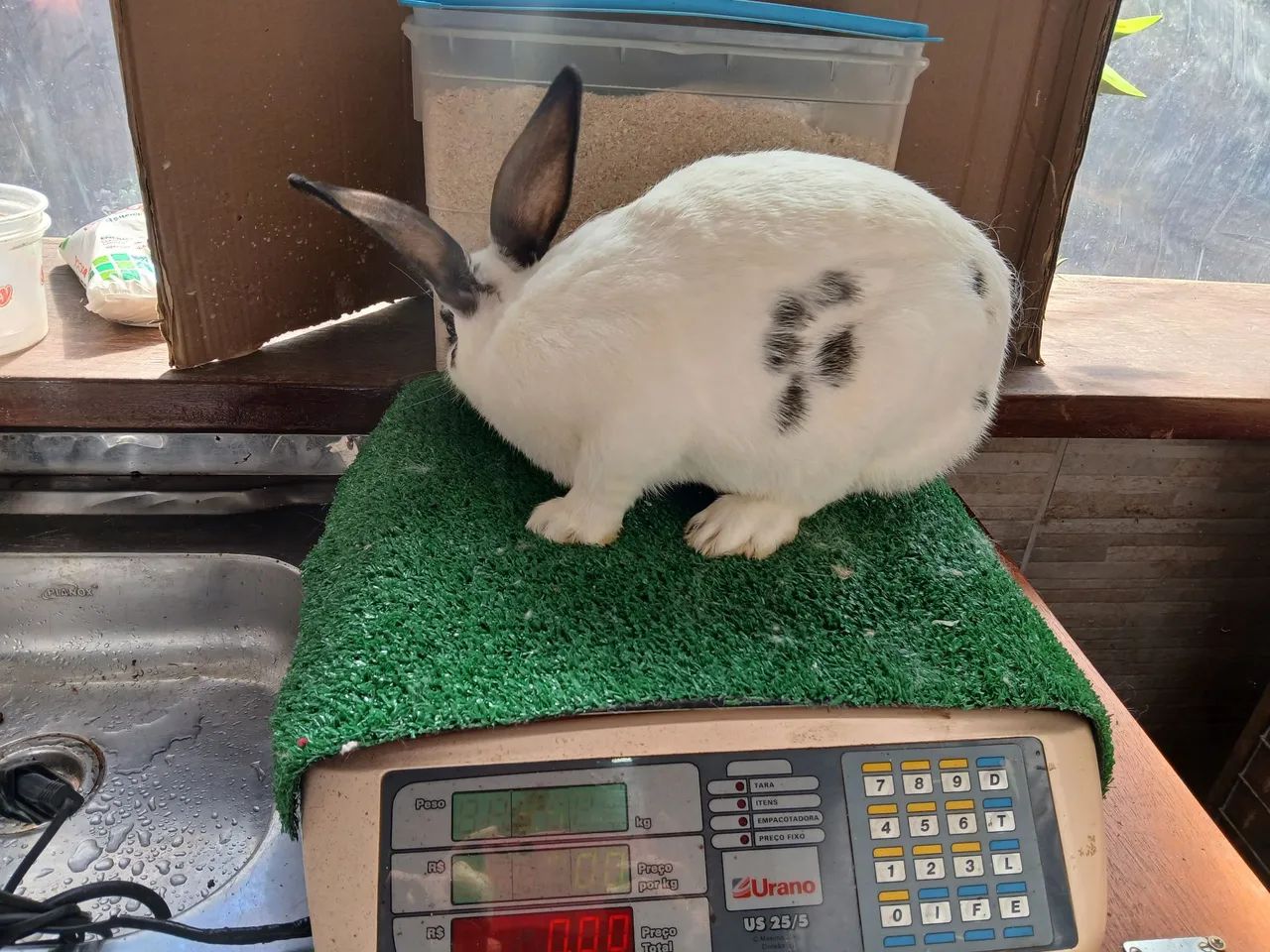 Coelhos  - Foto 3
