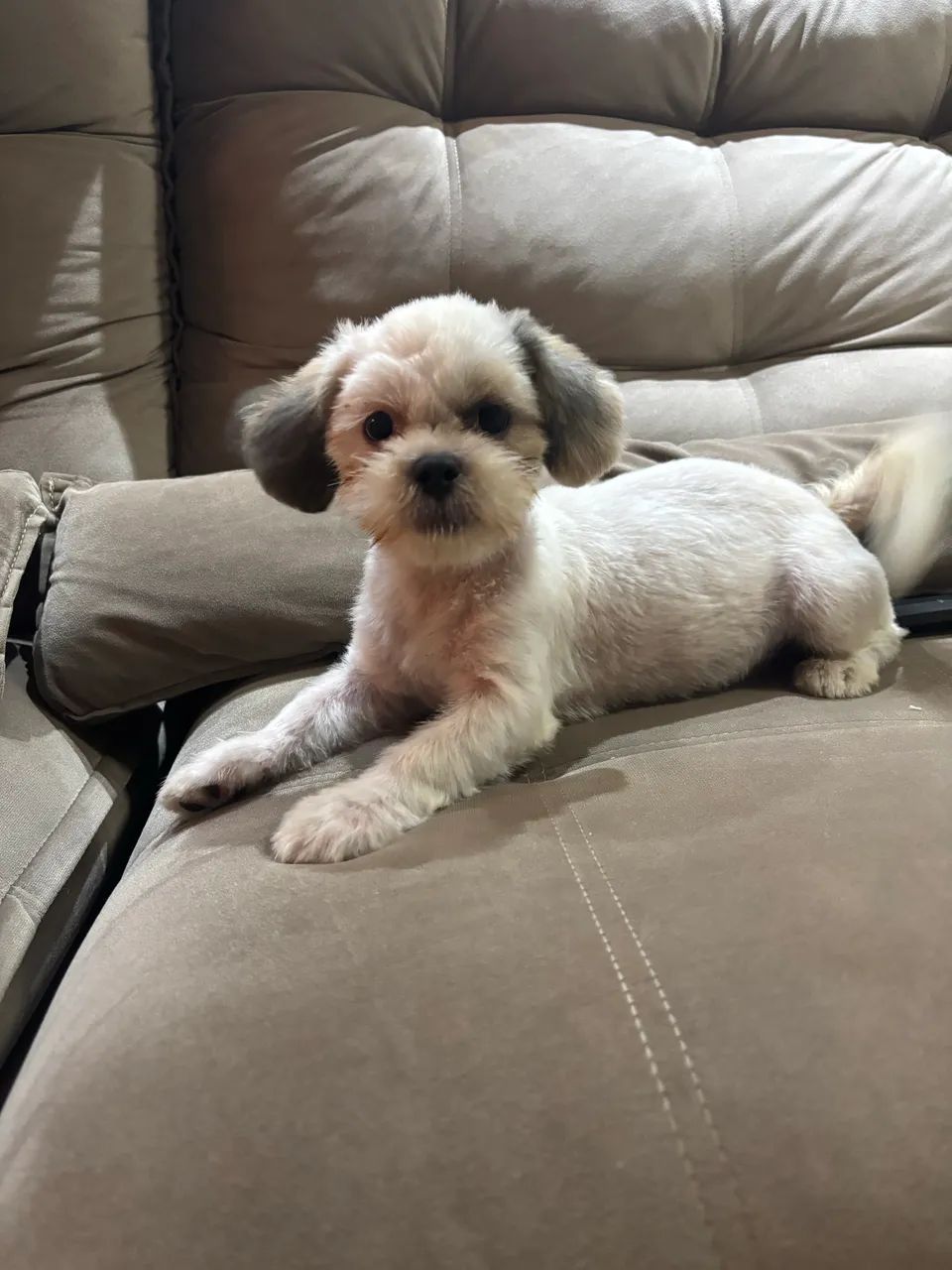 Doa-se Shih tzu Urgente 