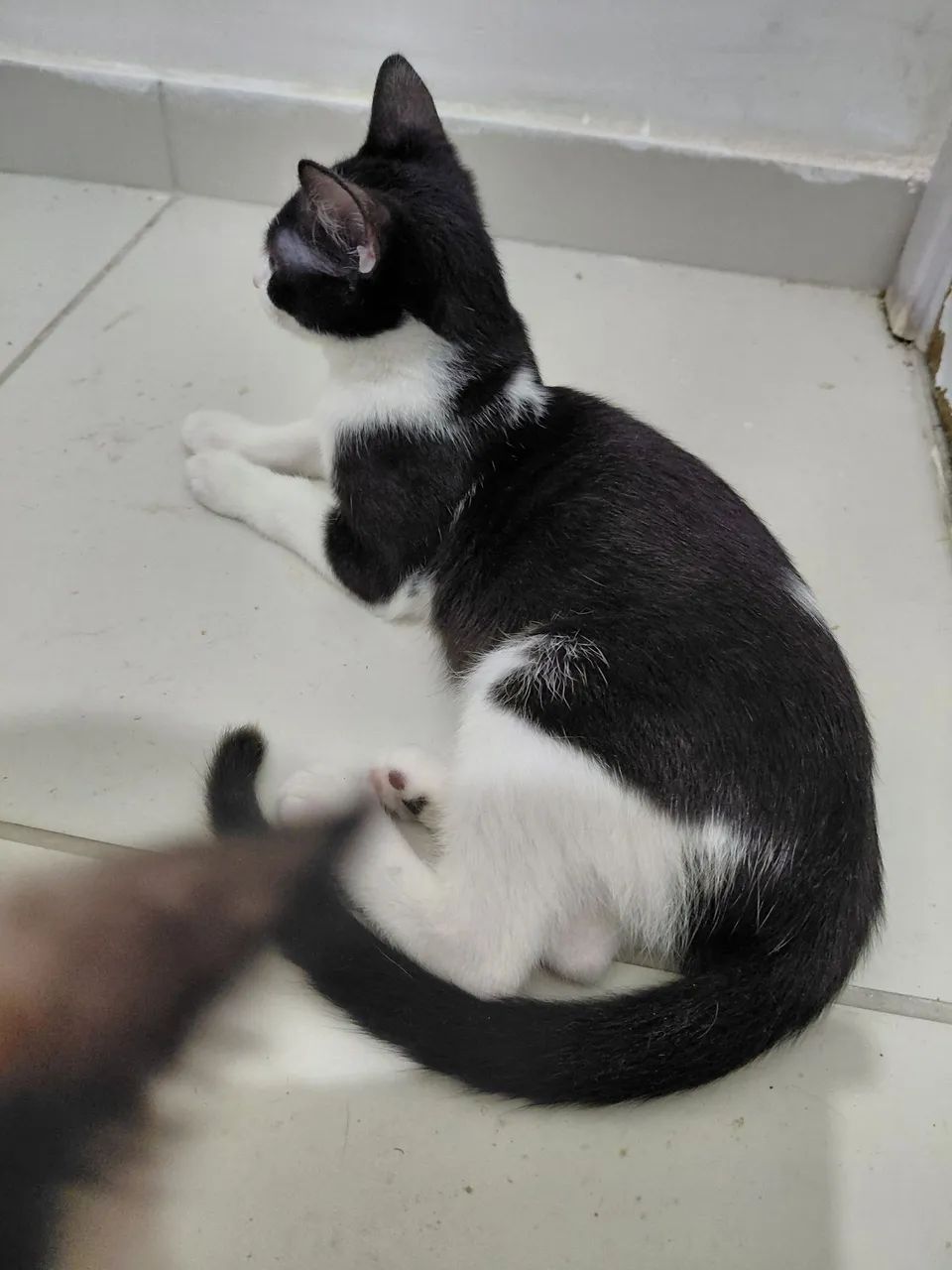 Adoção  - Foto 5