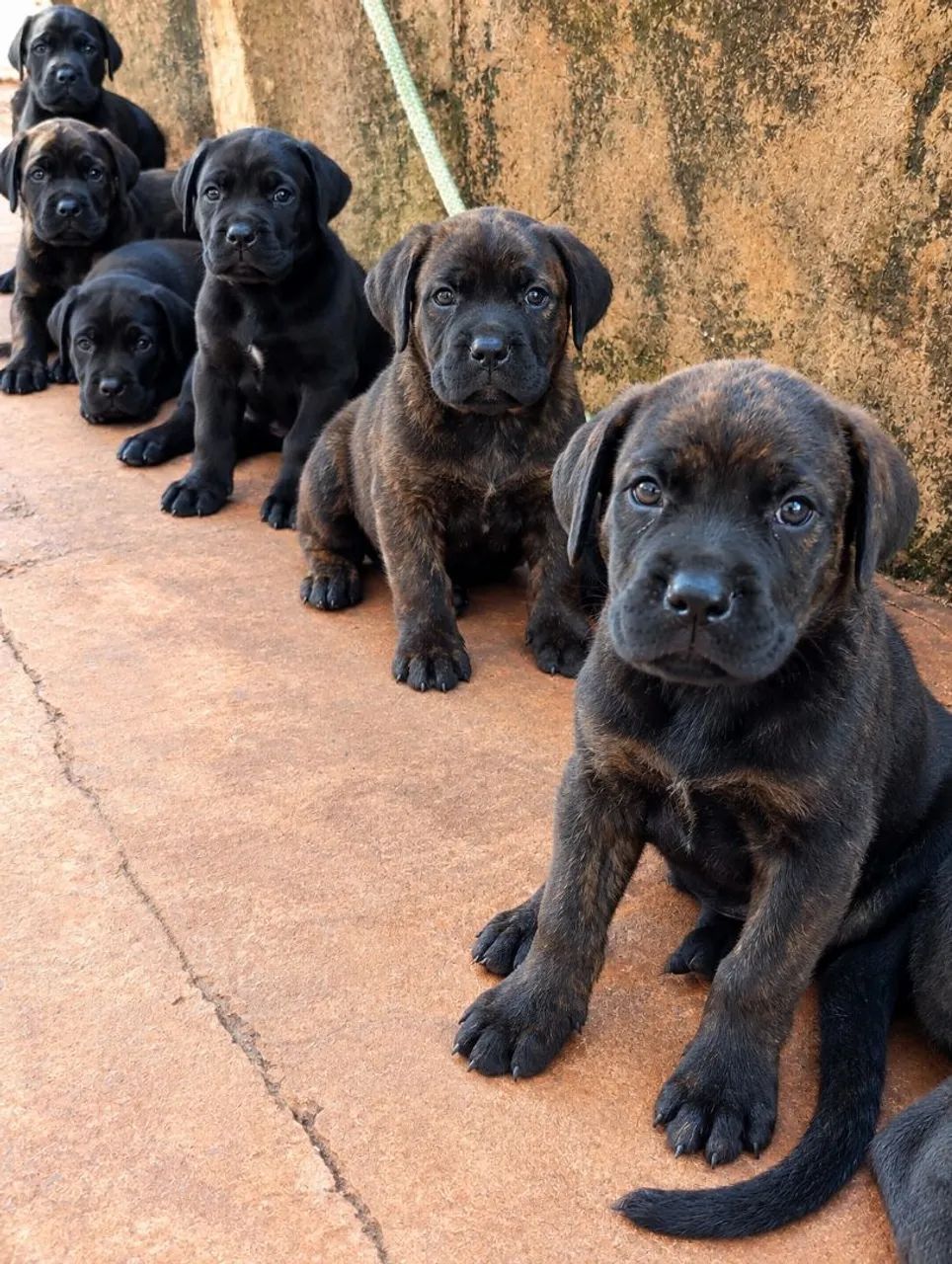 Filhotes de cane corso com rottweiler  - Foto 3