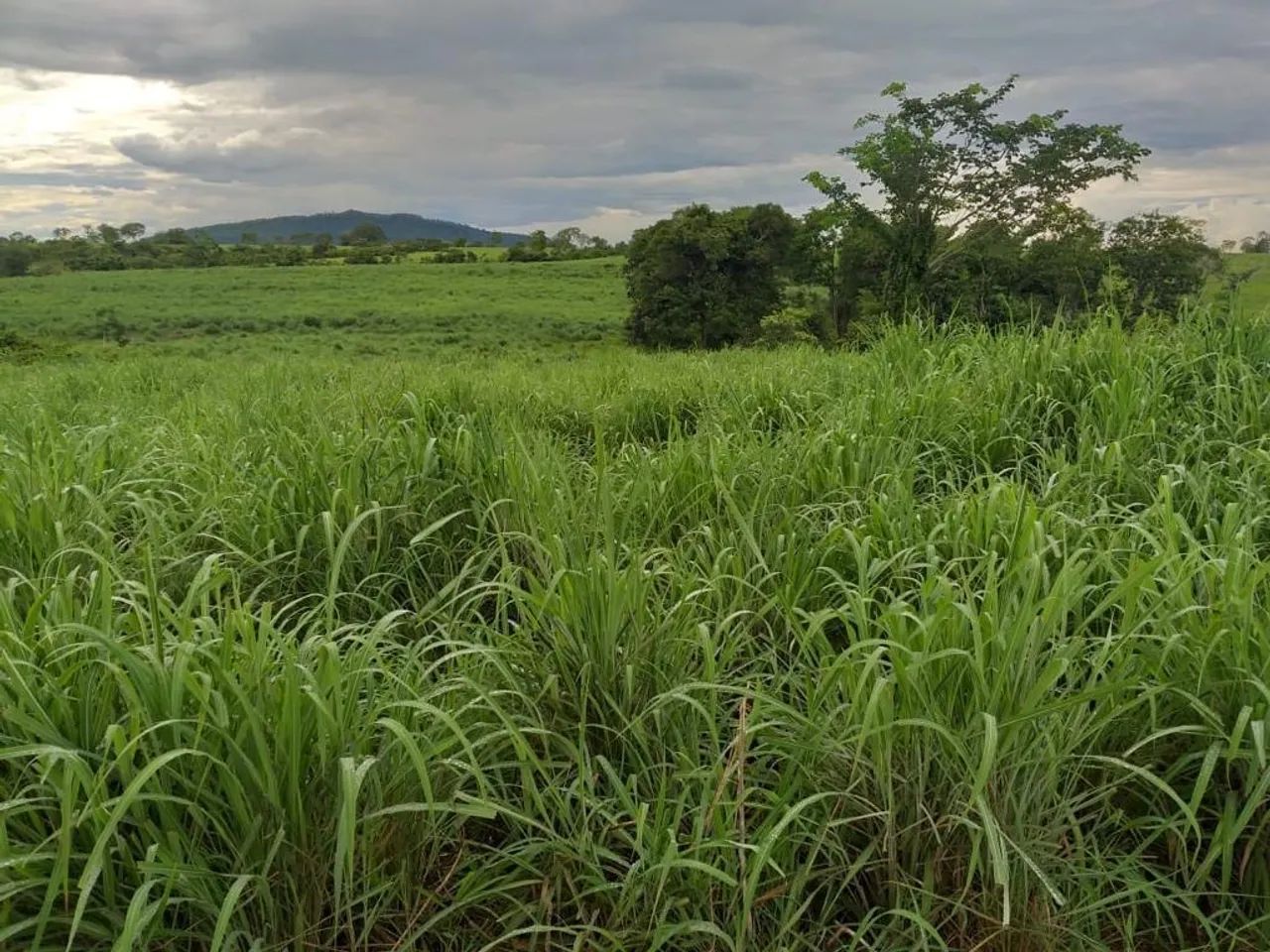 Fazenda de 560 alqueires em Monte Alegre-GO