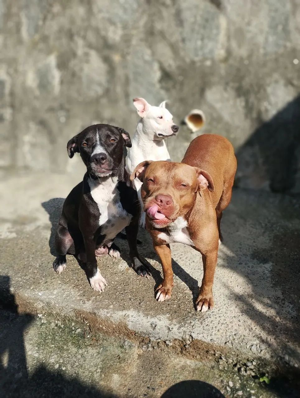 Filhotes de Pitbull  - Foto 4