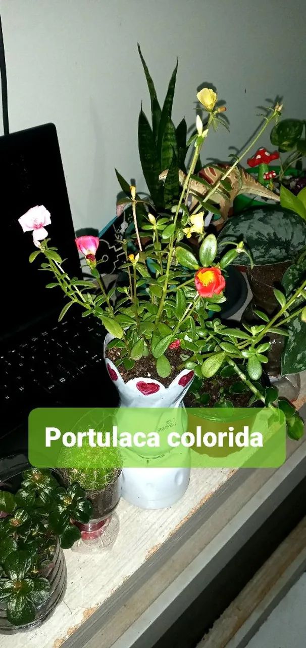 6 PLANTAS POR 40,00 